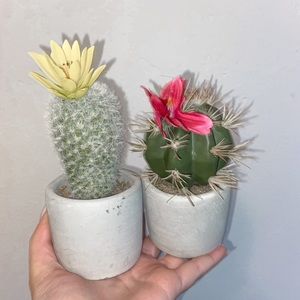 CACTUS PLANTS PLASTIC